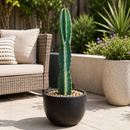 Peruvian Apple Cactus by The Cactus Outlet
