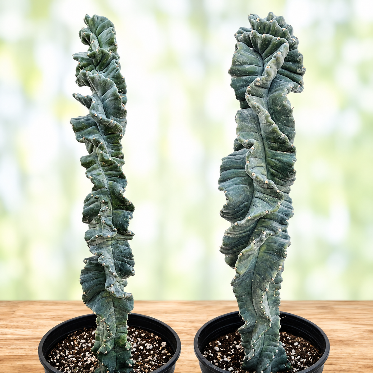 Cereus Twist Cactus, photo 7 of 7