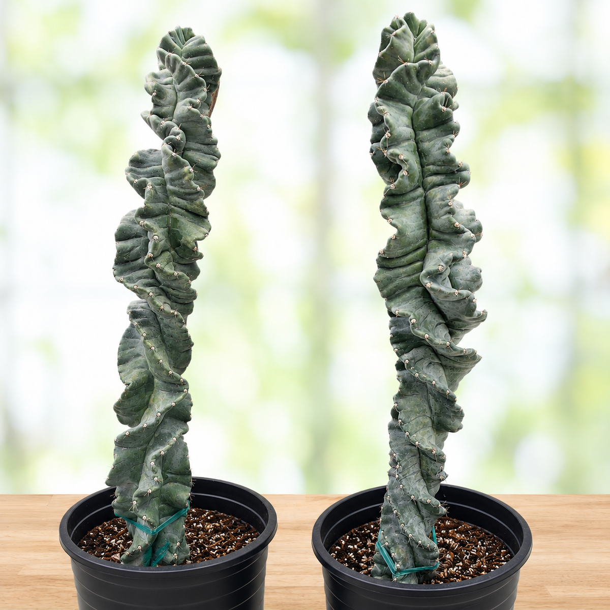 Cereus Twist Cactus, photo 6 of 7