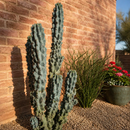 Curiosity Cactus by The Cactus Outlet