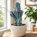 Curiosity Cactus by The Cactus Outlet