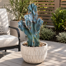 Curiosity Cactus by The Cactus Outlet