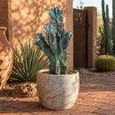Curiosity Cactus by The Cactus Outlet