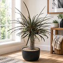 Silver Madagascar Palm by The Cactus Outlet