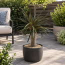 Silver Madagascar Palm by The Cactus Outlet