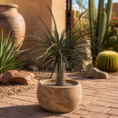 Silver Madagascar Palm by The Cactus Outlet