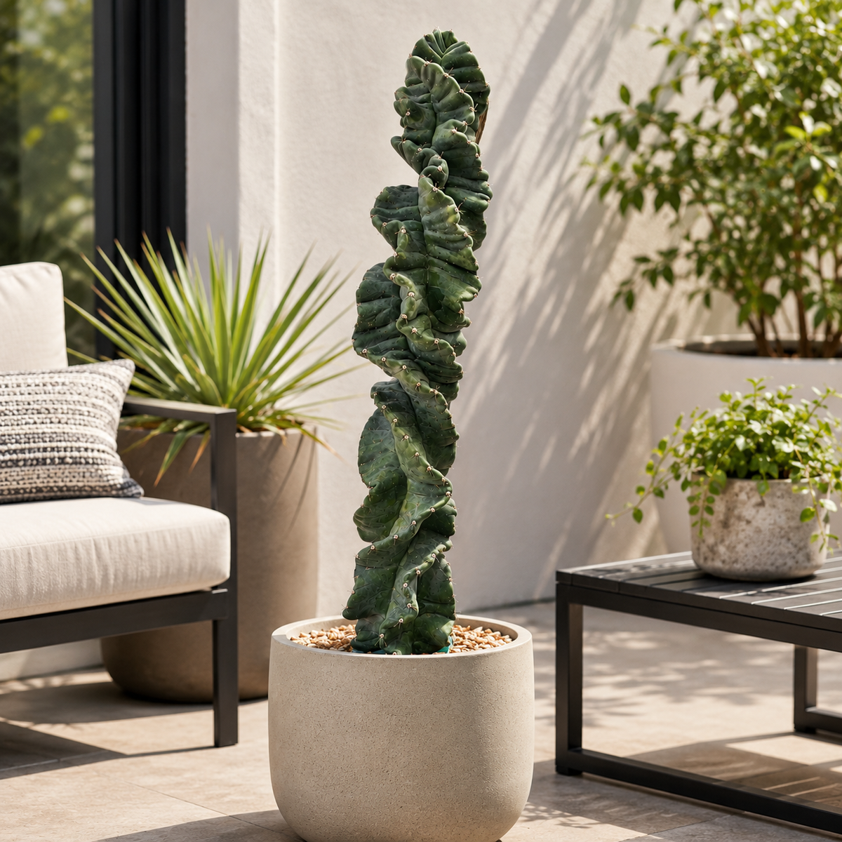 Cereus Twist Cactus, photo 3 of 7