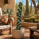 Cereus Twist Cactus by The Cactus Outlet
