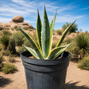 Agave Americana Variegata by The Cactus Outlet