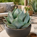 Agave Parryi Huachucensis by The Cactus Outlet