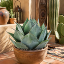 Agave Parryi Huachucensis by The Cactus Outlet