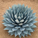 Agave Parryi Huachucensis by The Cactus Outlet