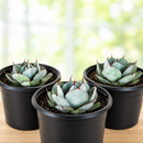 Agave Parryi Truncata by The Cactus Outlet