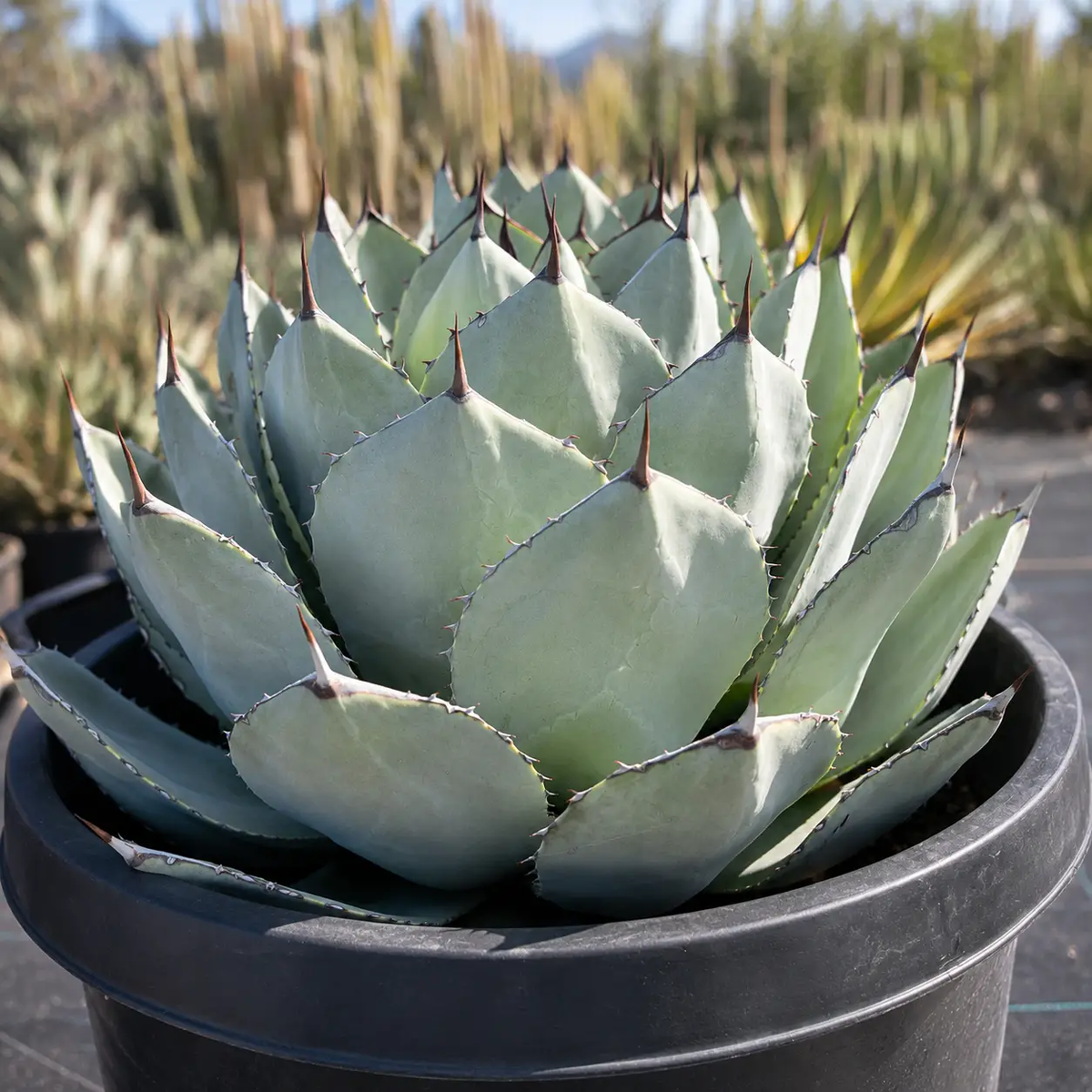 Agave Parryi Truncata, photo 6 of 8