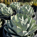Agave Parryi Truncata by The Cactus Outlet
