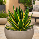 Agave Lophantha Quadricolor by The Cactus Outlet