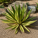 Agave Lophantha Quadricolor by The Cactus Outlet