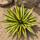 Agave Lophantha Quadricolor by The Cactus Outlet