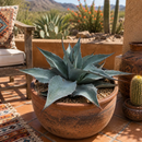 Whale's Tongue Agave | Agave ovatifolia by The Cactus Outlet