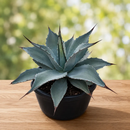 Whale's Tongue Agave | Agave ovatifolia by The Cactus Outlet