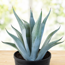 Agave franzosinii by The Cactus Outlet