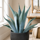 Agave franzosinii by The Cactus Outlet