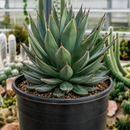 Agave 'Blue Glow' by The Cactus Outlet