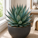 Agave 'Blue Glow' by The Cactus Outlet