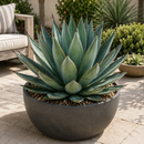 Agave 'Blue Glow' by The Cactus Outlet