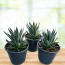 Agave 'Blue Glow' by The Cactus Outlet