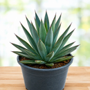 Agave 'Blue Glow' by The Cactus Outlet