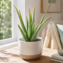 Aloe Barbadensis by The Cactus Outlet