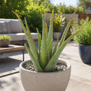 Aloe Barbadensis by The Cactus Outlet