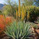 Aloe Barbadensis by The Cactus Outlet