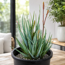 Aloe "Blue Elf" by The Cactus Outlet