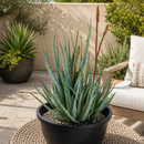 Aloe "Blue Elf" by The Cactus Outlet