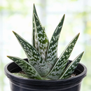 Tiger Aloe by The Cactus Outlet