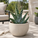 Tiger Aloe by The Cactus Outlet