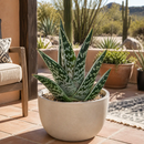 Tiger Aloe by The Cactus Outlet