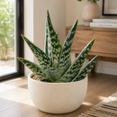 Tiger Aloe by The Cactus Outlet