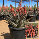 Tiger Aloe by The Cactus Outlet
