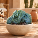 Crested Blue Flame by The Cactus Outlet