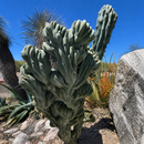 Crested Blue Flame by The Cactus Outlet