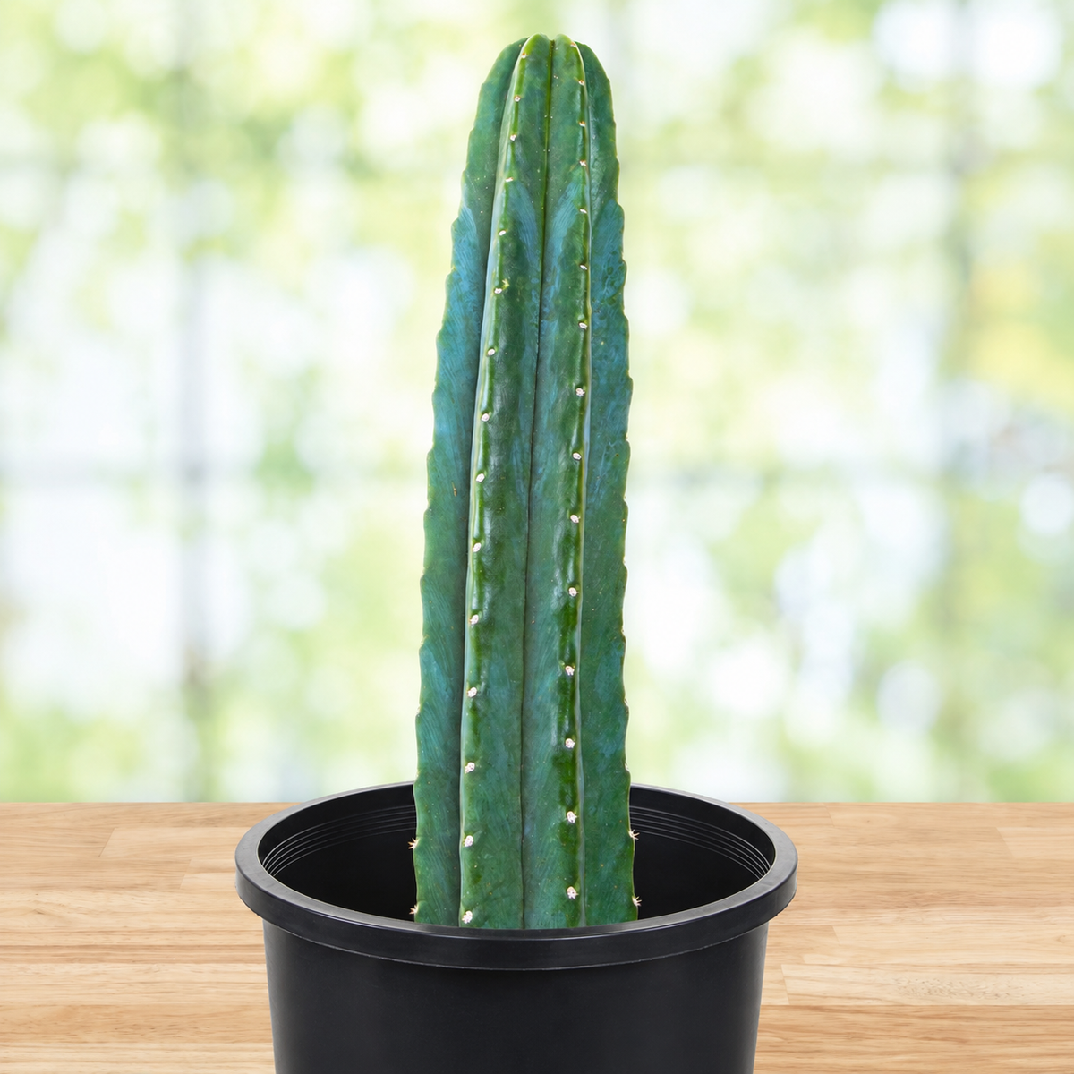 Trichocereus Pachanoi, photo 7 of 10