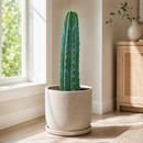 Trichocereus Pachanoi by The Cactus Outlet