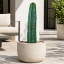 Trichocereus Pachanoi by The Cactus Outlet