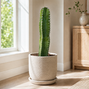 Senita Cactus by The Cactus Outlet