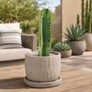 Senita Cactus by The Cactus Outlet