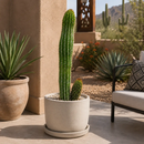Organ Pipe Cactus by The Cactus Outlet