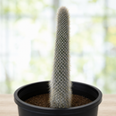 Silver Torch Cactus by The Cactus Outlet